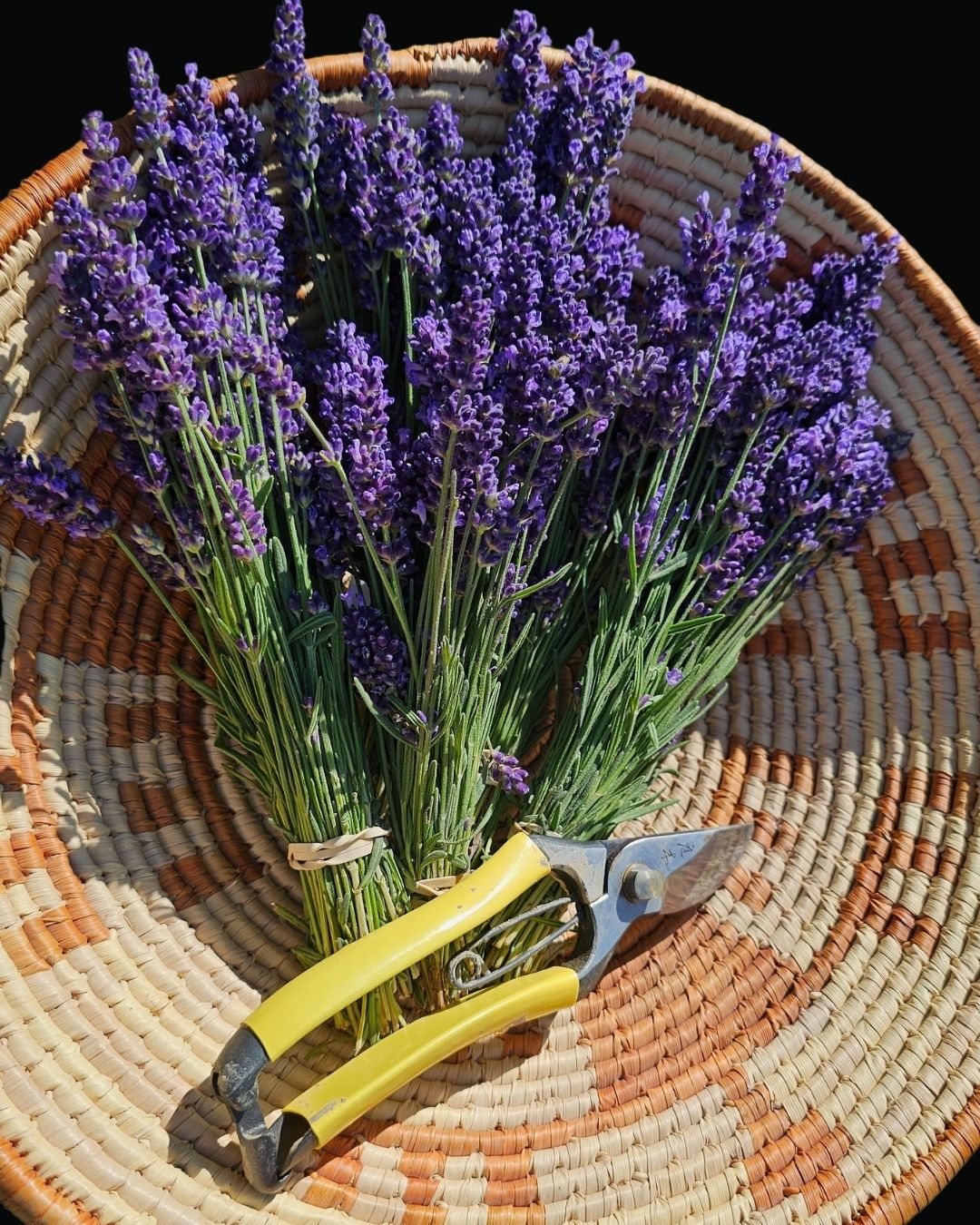 Fresh Lavender Bundle